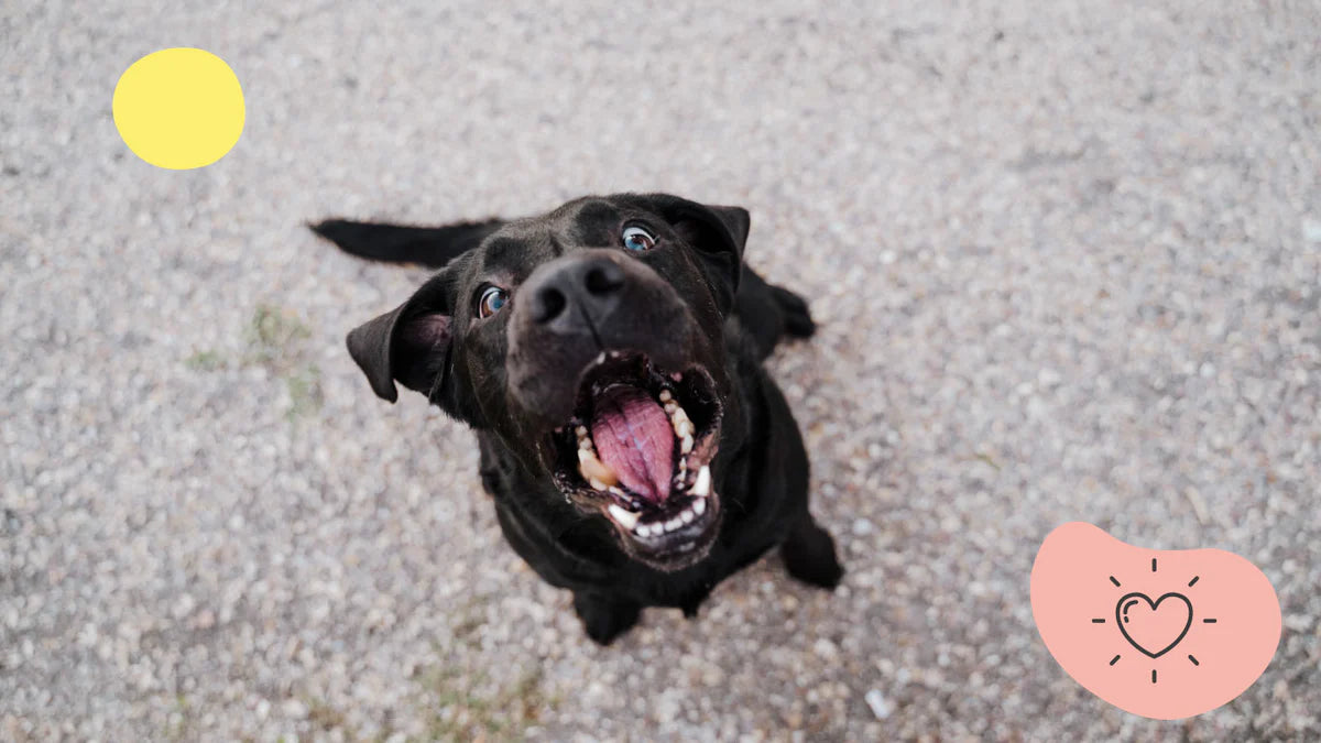 無駄吠えする愛犬を理解しコントロールする:理由を知り、理解し、解決策へと導く方法