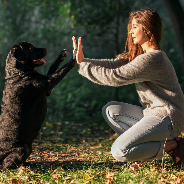 ワンちゃんのしつけ‐実践ガイド：愛犬に幸せをもたらす寄り添い方と